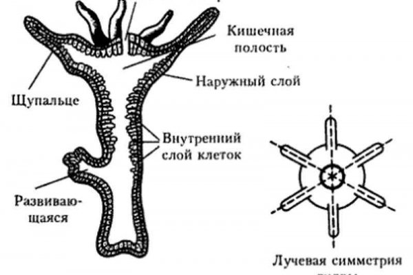 Кракен ссылка в тор